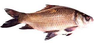 Katol - Catla - Fish 1.5-2.5 Per KG