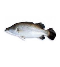 Koral (Giant Sea Perch) SML 750GM-1.2/KG