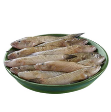 Baila Fish Small Size ±20 gm