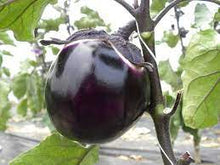 Kalo Gol Begun (Round Brinjals Black) ±35 gm